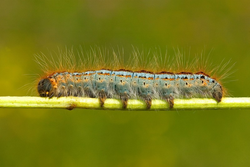 Malacosoma castrense